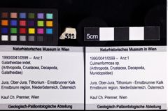 Foto (Objket + Etiketten) von Culmenformosa sp. 